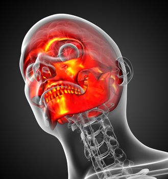 3d render medical illustration of the human skull - bottom view