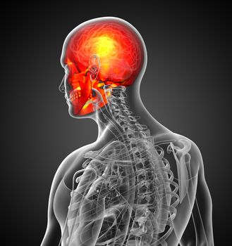 3d render medical illustration of the human skull - side view