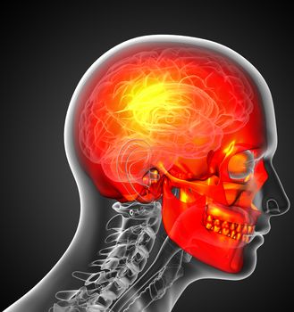 3d render medical illustration of the human skull - side view