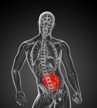 3d rendered illustration of the male small intestine - back view