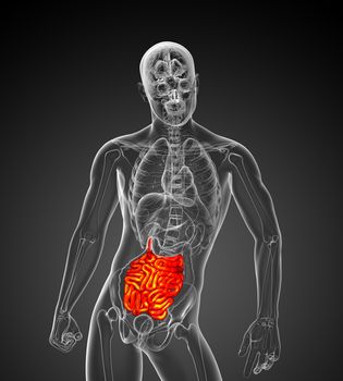 3d rendered illustration of the male small intestine - front view