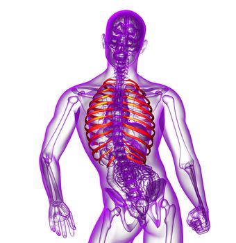 3d render medical illustration of the ribcage - back view