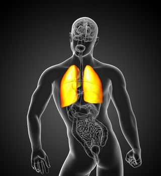 3d rendered illustration of lung - back view