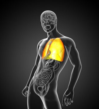 3d rendered illustration of lung - side view