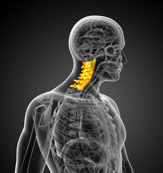 3d render medical illustration of the cervical spine - side view