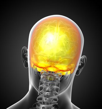 3d render medical illustration of the upper skull - back view