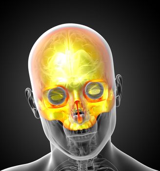 3d render medical illustration of the upper skull - front view