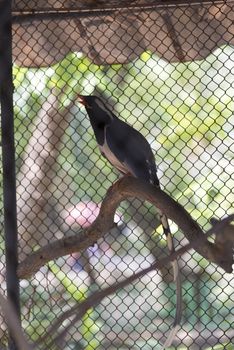 Red-billed blue magpie