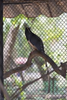 Red-billed blue magpie