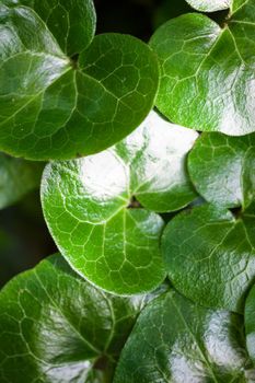 Shiny green leaves of asarabacca (Asarum europaeum).