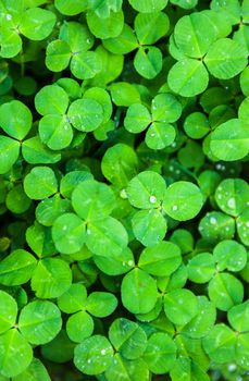 The green carpet of bright and fresh clover leaves with drops of dew.