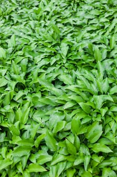 Green leaves of hosta with rain drops.