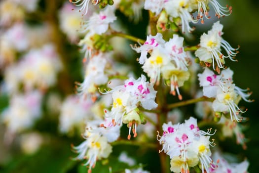 Bunch of white flowers of the horse-chestnut tree