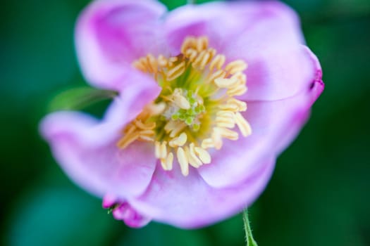Pale pink flower of the dog rose.