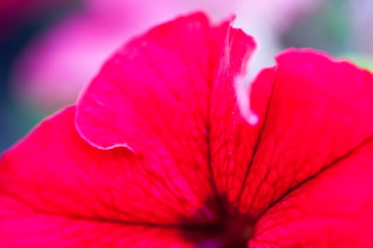 Closeup of the bright red Petunia flower.