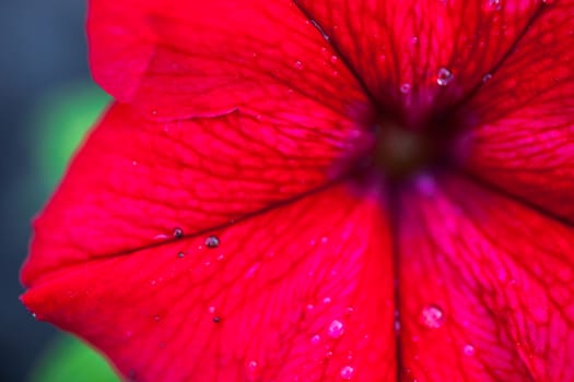 Closeup of the bright red Petunia flower with drops of dew.