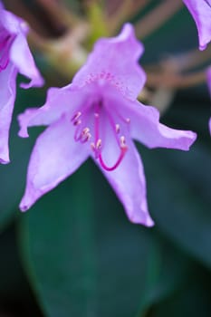 Purple flower of rhododendron shrub. Close up.