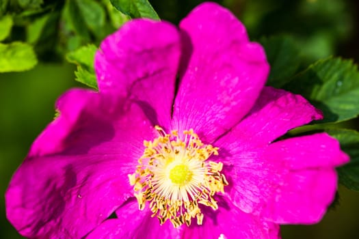 The beautiful and delicate pink peony flower.