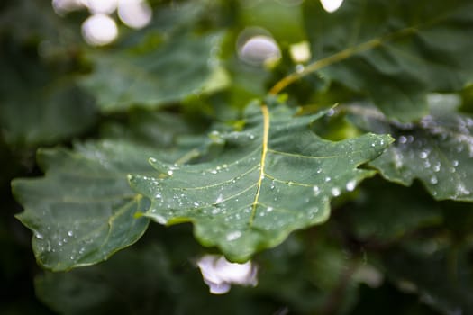 Green wet leaves of the oak tree after the rain.
