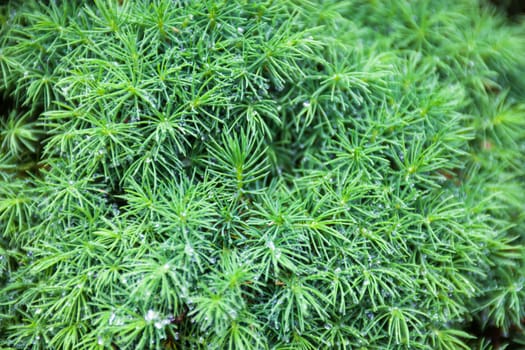 Branches of juniper, the evergreen coniferous plant with needle-like leaves.