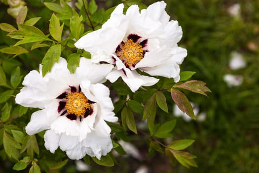 The beautiful and delicate white peony flowers