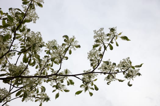 Dogwood blooming branches with white flowers against the white sky background.