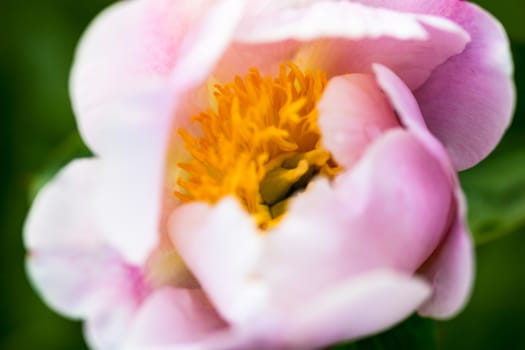 Beautiful and delicate pale pink peony flower