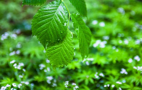 Wet green leaves after the rain against the green background.