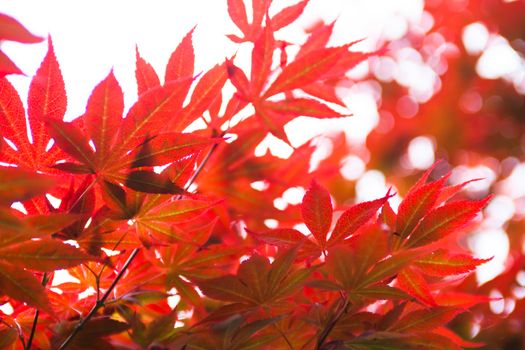 Pink leaves of the Japanese maple (Acer palmatum)