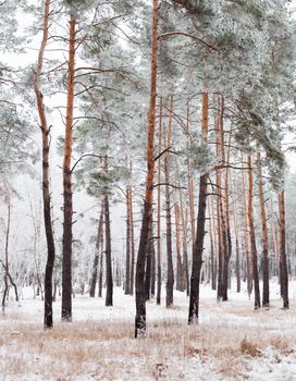 Pine forest covered with hoarfrost in the cloudy day.