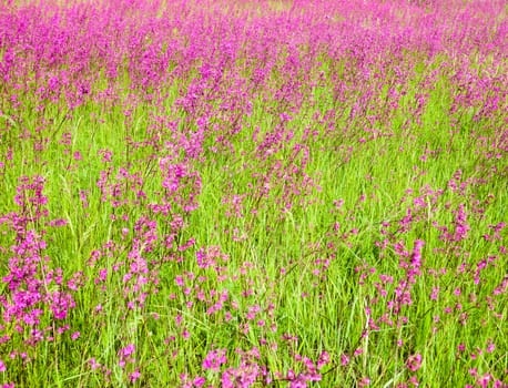 Blooming sticky catchflies (Silene viscaria) in the green summer meadow