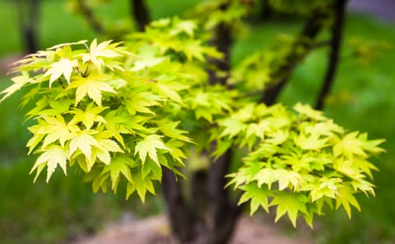 Green leaves on the branches of the Japanese maple (Acer palmatum)