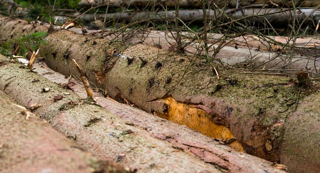 Timber harvesting. Pile of cut fir logs. Close up.