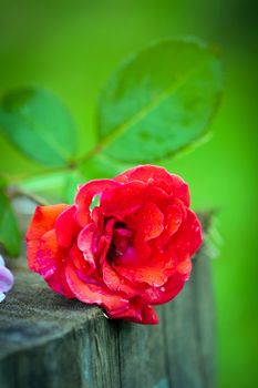 Close-up of bright colorful red rose flower