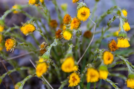 Yellow spring flowers coltsfoot (Tussilago farfara) in blossom and withered.