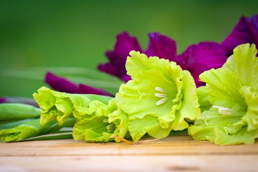 Green and violet gladioli flowers on blurred background