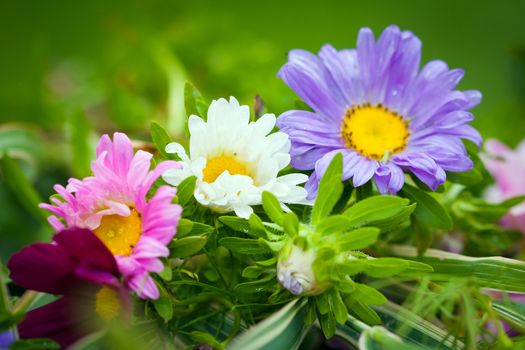 Close-up of bright colorful garden flowers