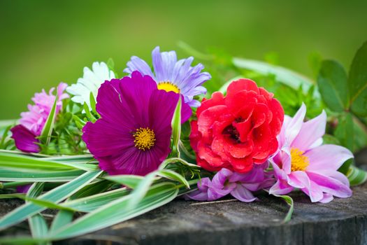 Close-up of bright colorful garden flowers