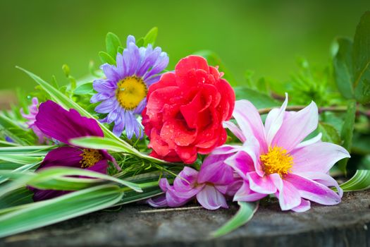 Close-up of bright colorful garden flowers