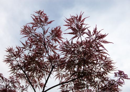 Pink leaves on the branches of the Japanese maple (Acer palmatum)