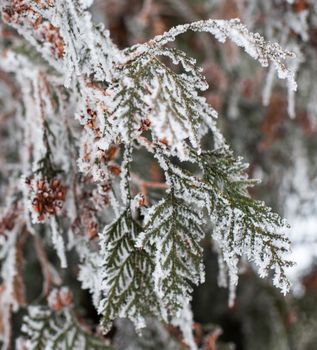 Coniferous (Thuja) branches and cones covered with hoarfrost. Close up.