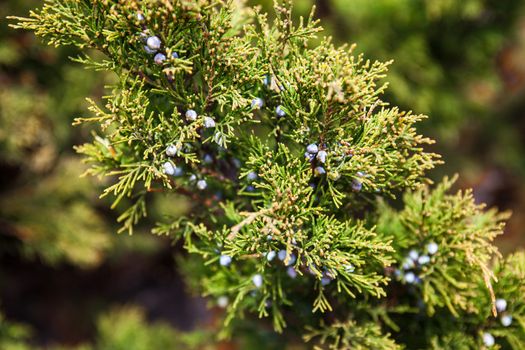 Juniper branch with blue female berry-like seed cones