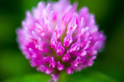 Close up of the pink clover flower.