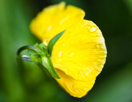 Yellow pansy flower (Viola tricolor) with drops of dew. Close up.