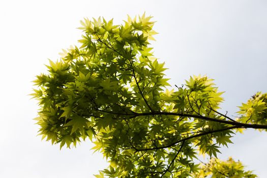 Green leaves of the Japanese maple (Acer palmatum)