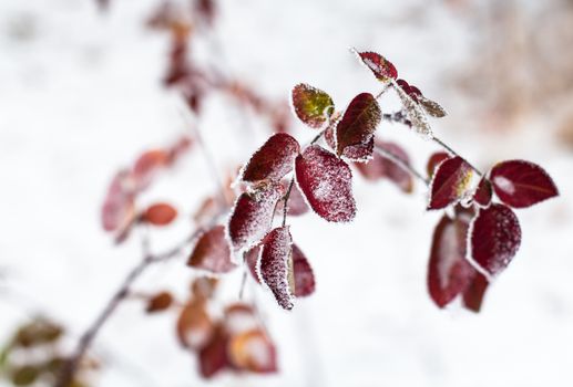 Pink leaves of the dog-rose covered with hoarfrost.