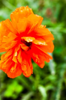 Closeup of the blooming red poppy flower.