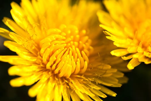Closeup of two blooming yellow dandelion flowers.