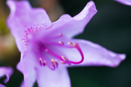 Purple flower of rhododendron shrub. Close up.