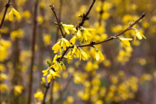 Yellow flowers of Forsythia shrub in early spring. Close up.